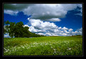 Picture Title - summer field