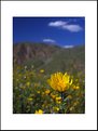 Picture Title - Desert Sunflower