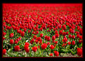 Picture Title - tulip II