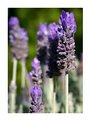 Picture Title - Lavender Life