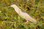 Night Heron