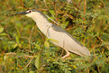 Picture Title - Night Heron