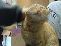 Picture Title - petting my cat