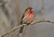 House finch