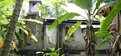 Picture Title - House among Banana trees