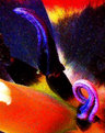 Picture Title - Tulip Detail