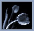 Picture Title - Tulip