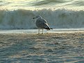 Picture Title - A Seagull's View