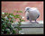 Dove 2 (A better  crop?)