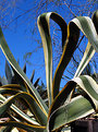 Picture Title - cactus