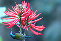 Picture Title - Nectar Bird - Hong Kong