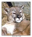 Picture Title - mature male Cougar