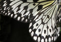 Picture Title - "Butterfly wing"