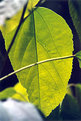 Picture Title - Glowing Leaf