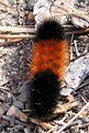 Picture Title - Woolly Bear