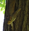 Picture Title - Squirell dropping in