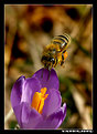 Picture Title - Bee in action