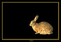 Picture Title - The hare