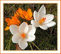 Picture Title - Orange White Spring