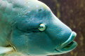 Picture Title - blue fish