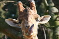 Picture Title - Giraffe