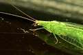 Picture Title - Green Lacewing