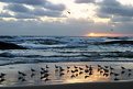 Picture Title - Birds enjoying sunset