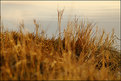 Picture Title - seaside grasses & the soft beyond