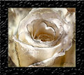 Picture Title - Marble Rose