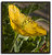 Yellow Poppy