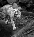 Picture Title - White tiger