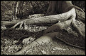 Picture Title - ~Roots~