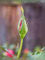 Picture Title - Spring Rose