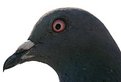 Picture Title - pigeon