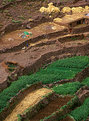 Picture Title - Terraces