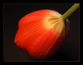 Picture Title - "Red Tulip"