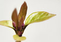 Picture Title - Budding Bougainvillea