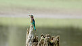 Picture Title - Indian Roller