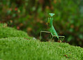 Picture Title - Praying Mantis 1