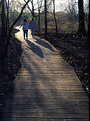 Picture Title - Shadowlands walk