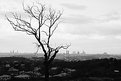 Picture Title - The City and A Tree