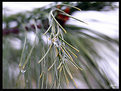 Picture Title - wet pine needles