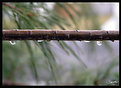 Picture Title - drippy branch