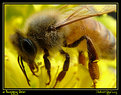 Picture Title - a hungry bee