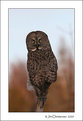 Picture Title - Great  Gray  Owl  III