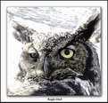 Picture Title - Eagle Owl