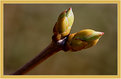 Picture Title - The first sign of spring?