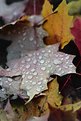 Picture Title - autumn leaves