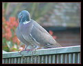 Picture Title - Wood Pigeons