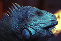 Picture Title - Lizard